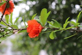 石榴花的资料,绽放的红色传奇，千年文化的瑰宝